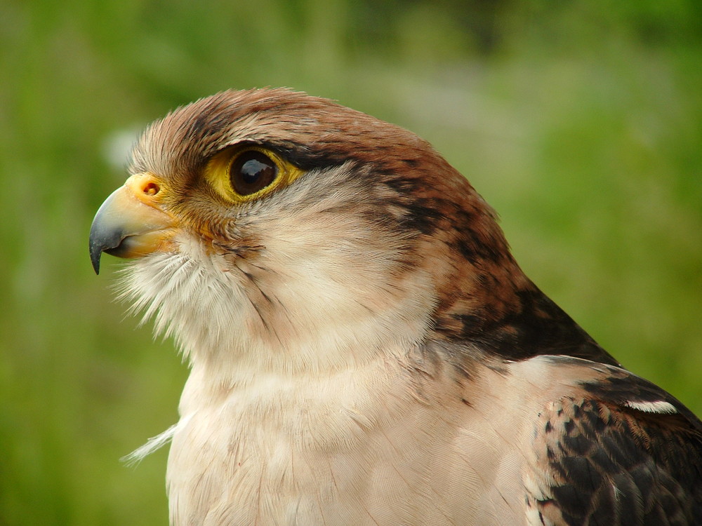 Ein Topmodel der Heraldik