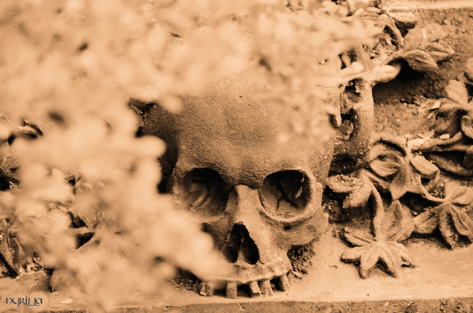 ein Totenschädel auf dem Grabstein