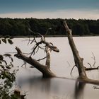 Ein toter Baum