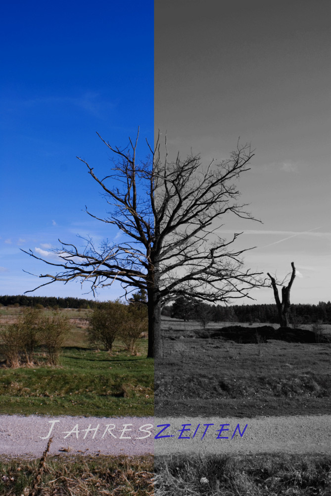 Ein toter Baum