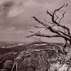 Ein toter Baum