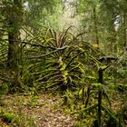 Ein toter Baum am Hermannsweg