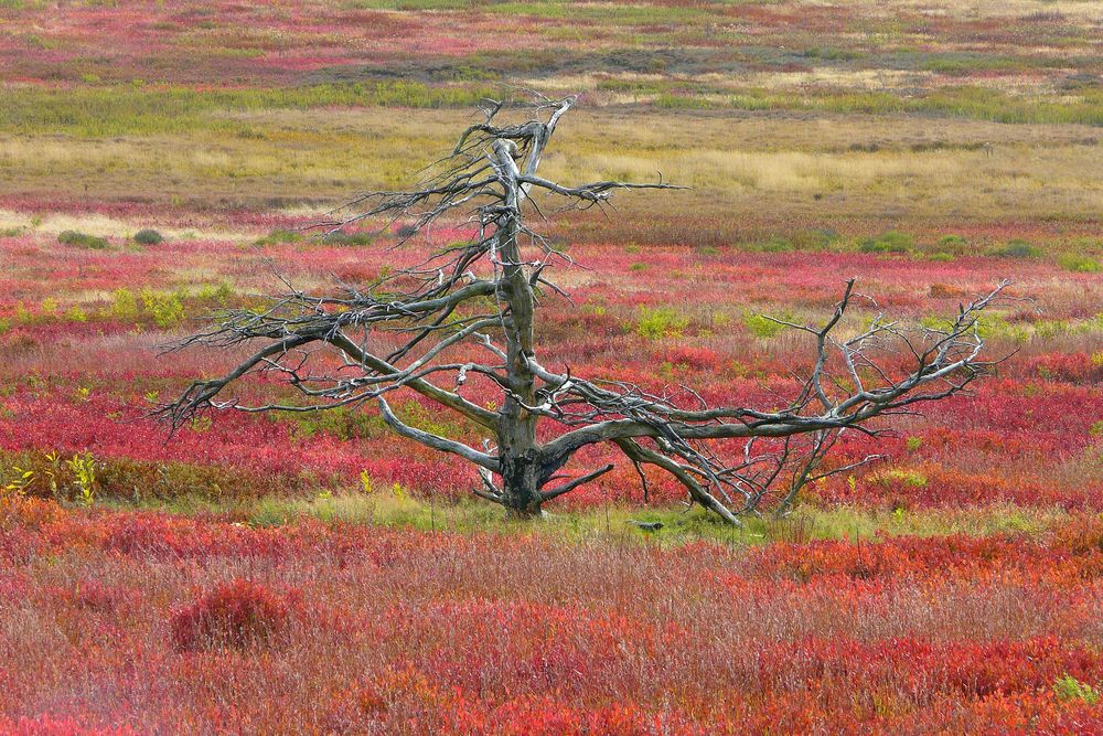 Ein toter Baum auf Herbstheide