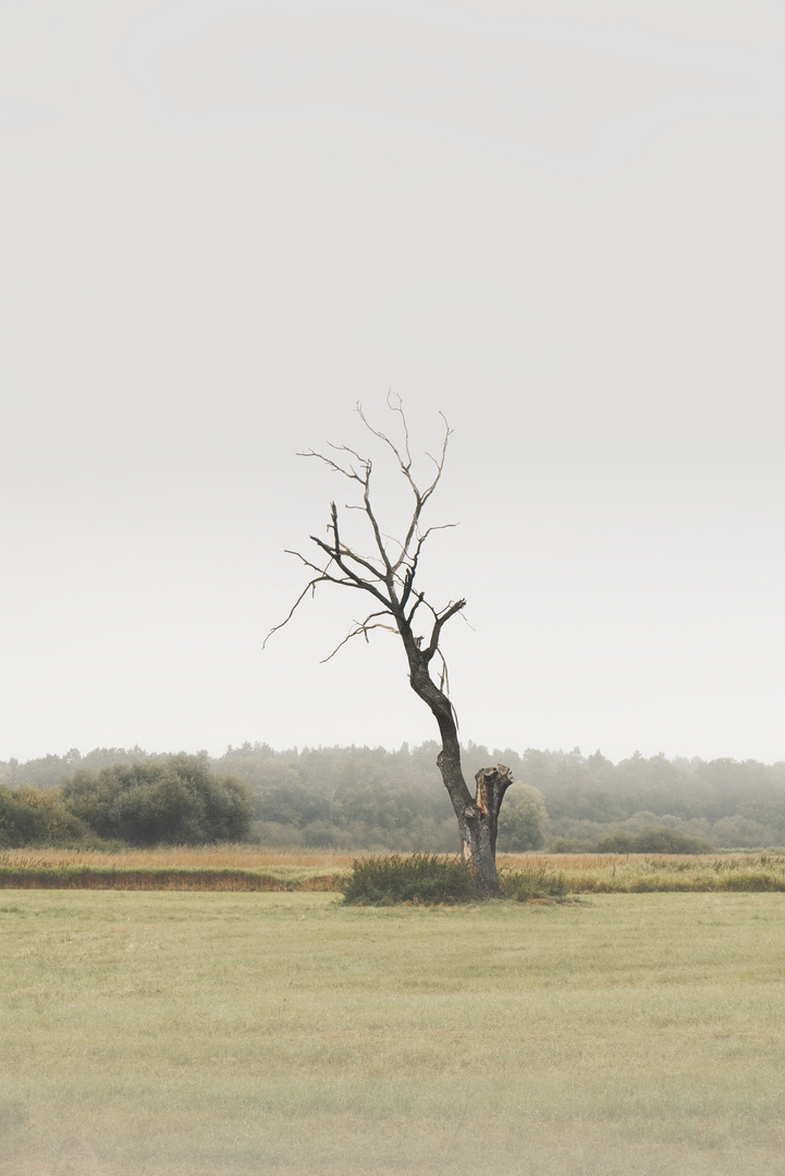 Ein (toter) Baum...