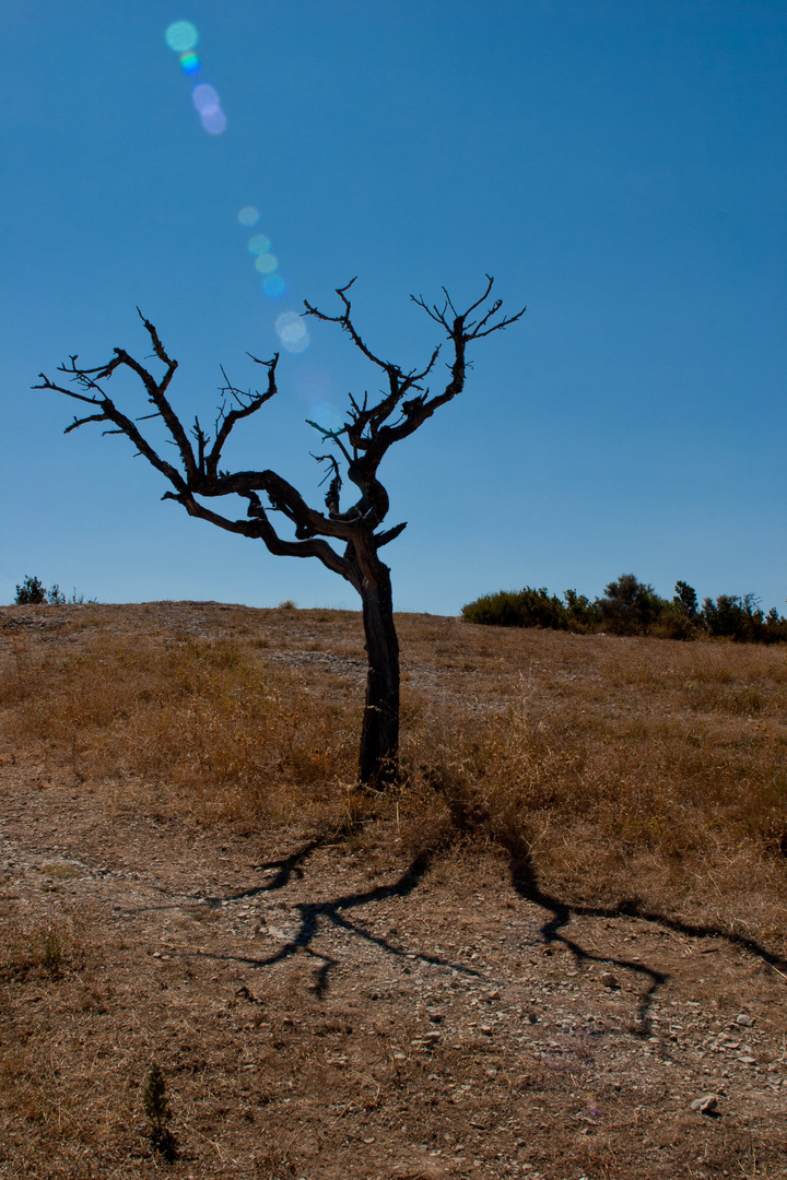 Ein toter Baum in der Provence