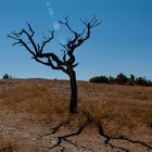 Ein toter Baum in der Provence