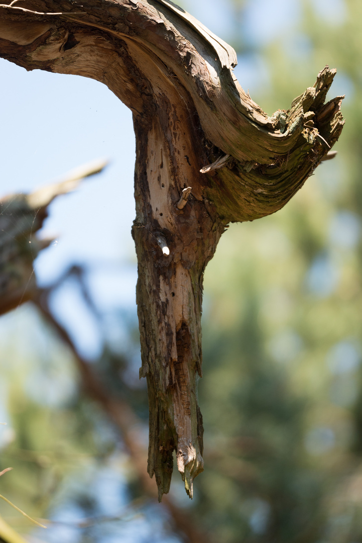 ein toter Drache im Wald