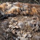 Ein toter Fuchs
