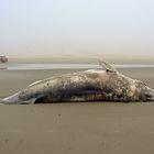 Ein toter Wal am Strand von Plage Blanche bei Ebbe