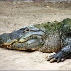 Ein träges Krokodil