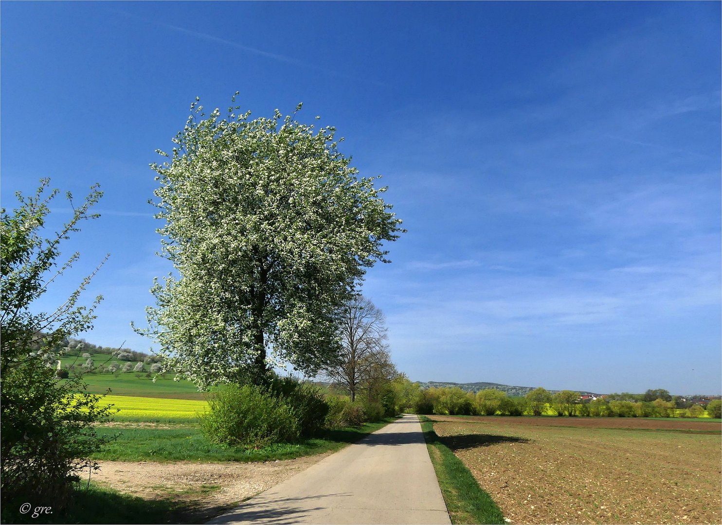 Ein Traubenkirschenbaum