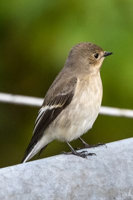 Ein Trauerschnäpper-Weibchen
