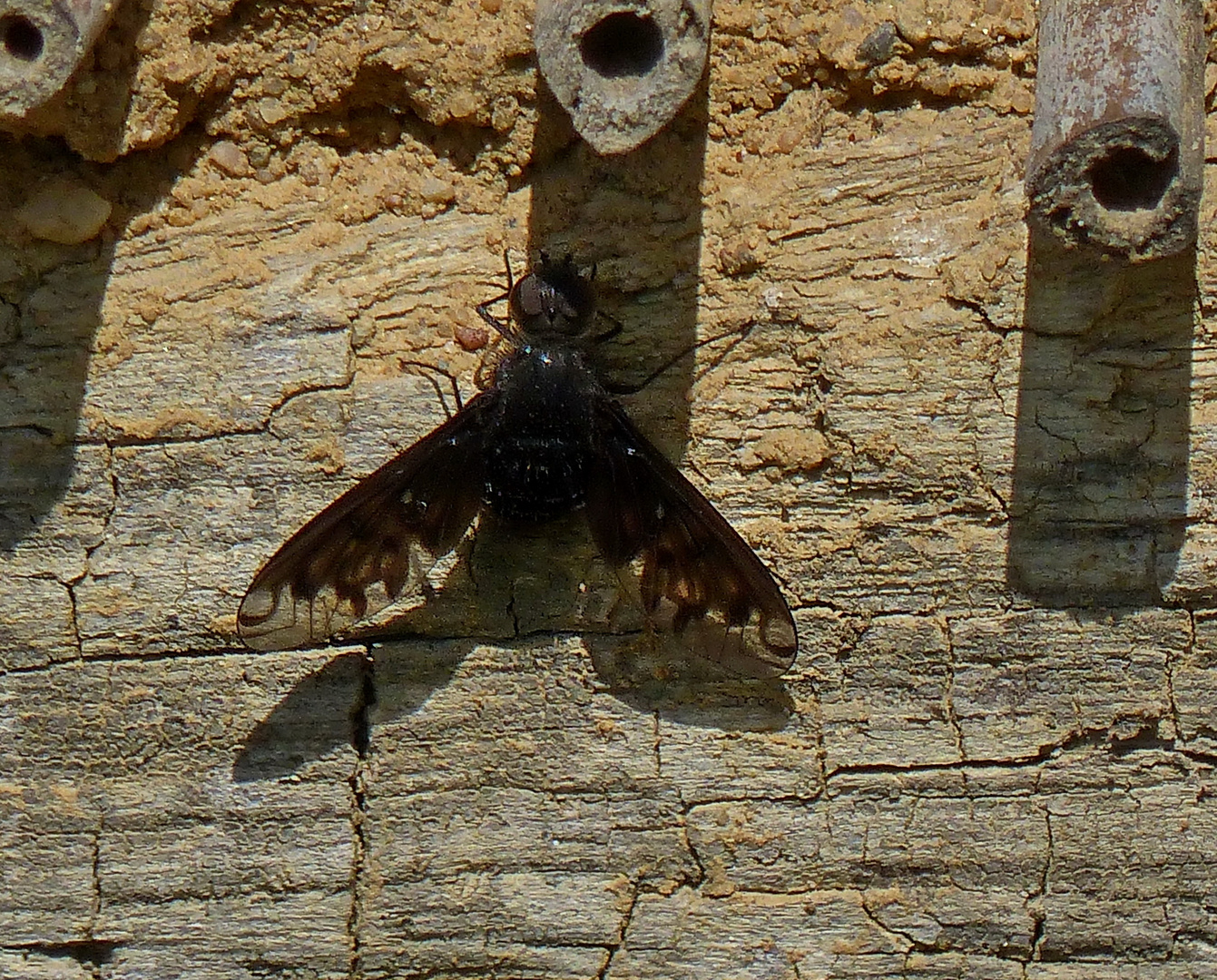 Ein Trauerschweber am   Bienen Haus 