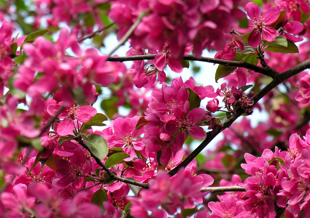 Ein Traum aus rosa Blüten ! Foto & Bild jahreszeiten, frühling