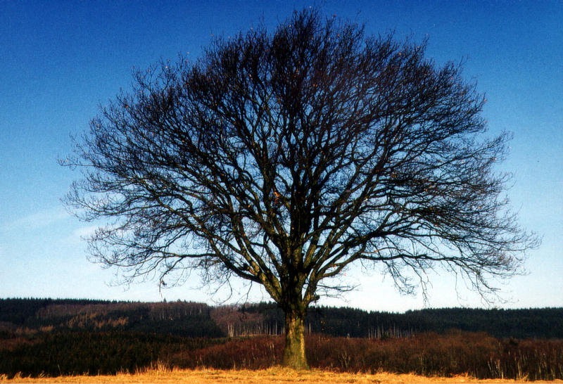 Ein Traum-Baum
