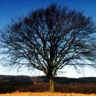 Ein Traum-Baum