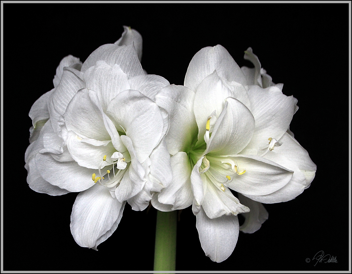 Ein Traum "Double White" Mittwochsblümchen 16.01.19       