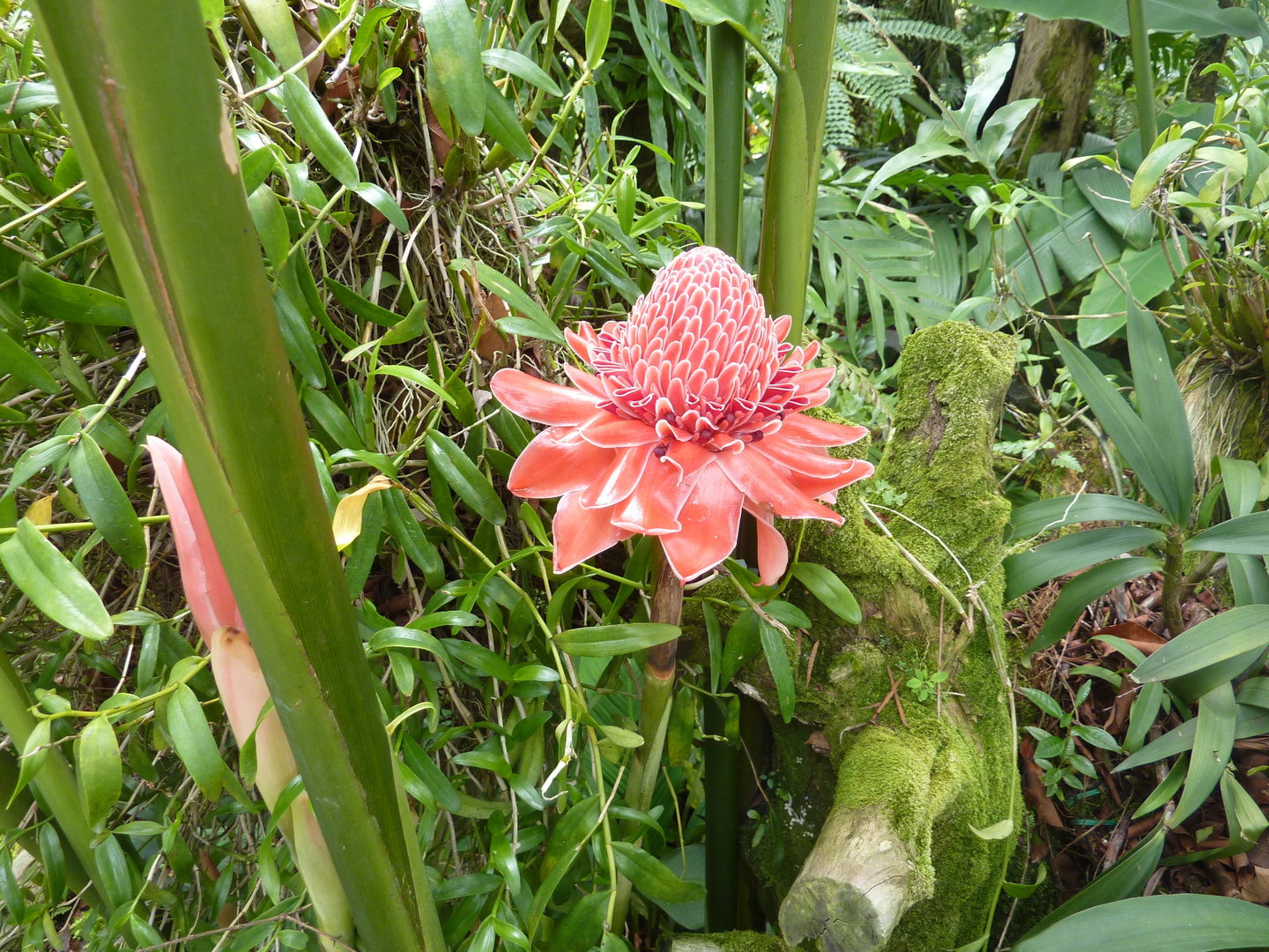 Ein Traum - Gesehen im Botanischen Garten von Singapore