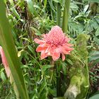 Ein Traum - Gesehen im Botanischen Garten von Singapore