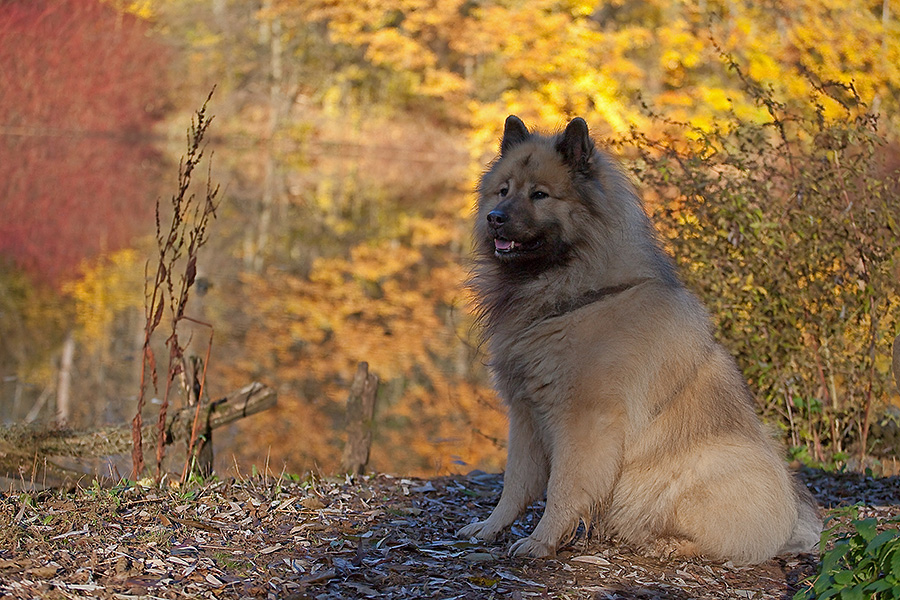 Ein Traum-Herbst