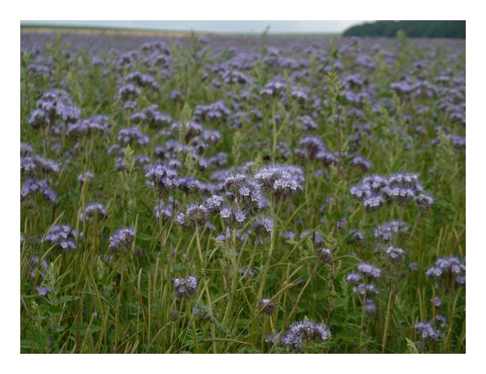 Ein Traum in Blau