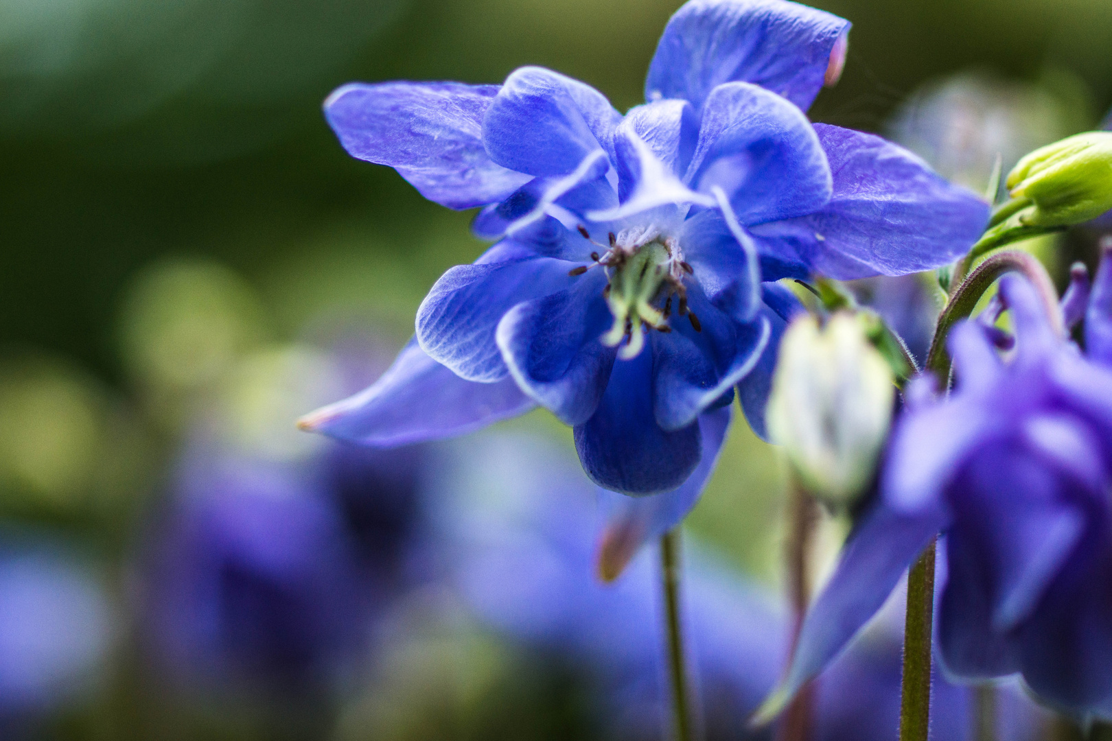 ein Traum in Blau.