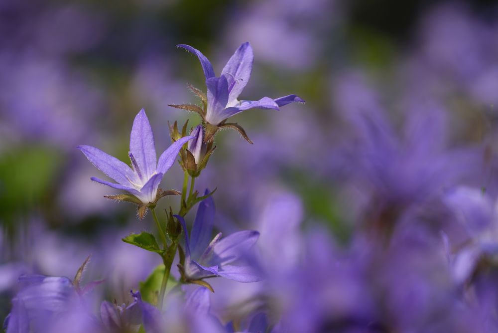 Ein Traum in blau