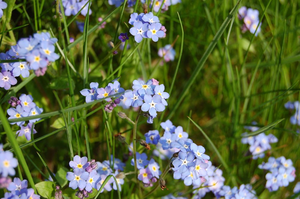 Ein Traum in blau