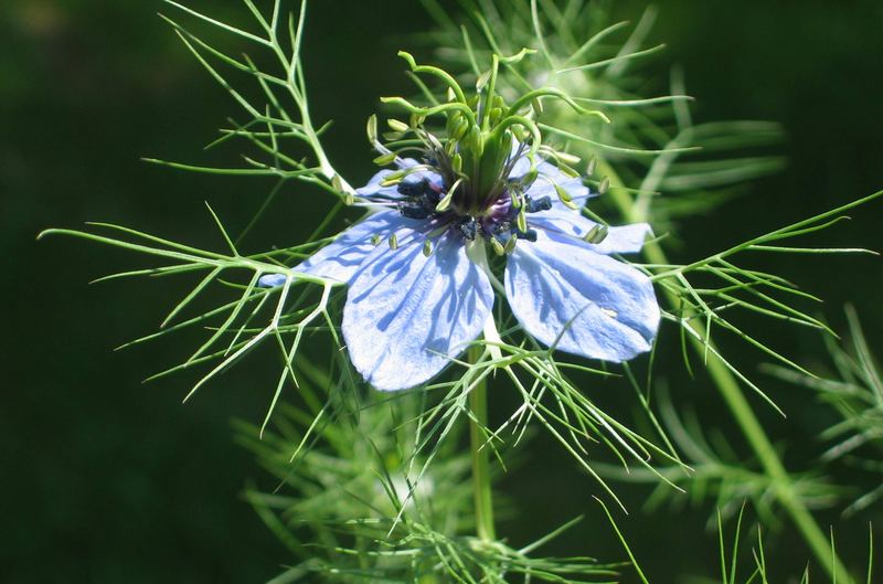 Ein Traum in Blau