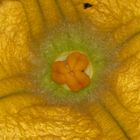 Ein Traum in Gelb - Kürbisblüte im Makromodus