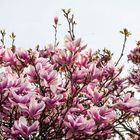ein traum in magnolie,...