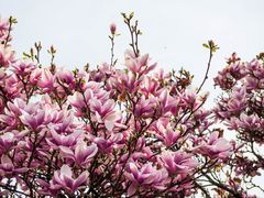 ein traum in magnolie,...