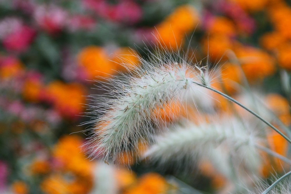 ein Traum in Orange...