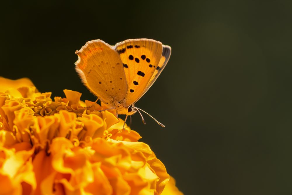 Ein Traum in Orange oder der Ritt auf dem Feuerball!