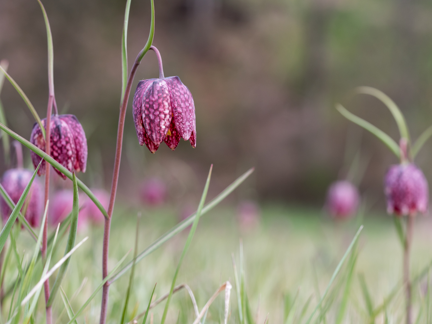 ein Traum in pink