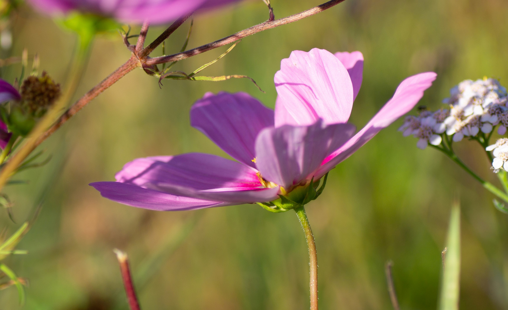 Ein Traum in Pink