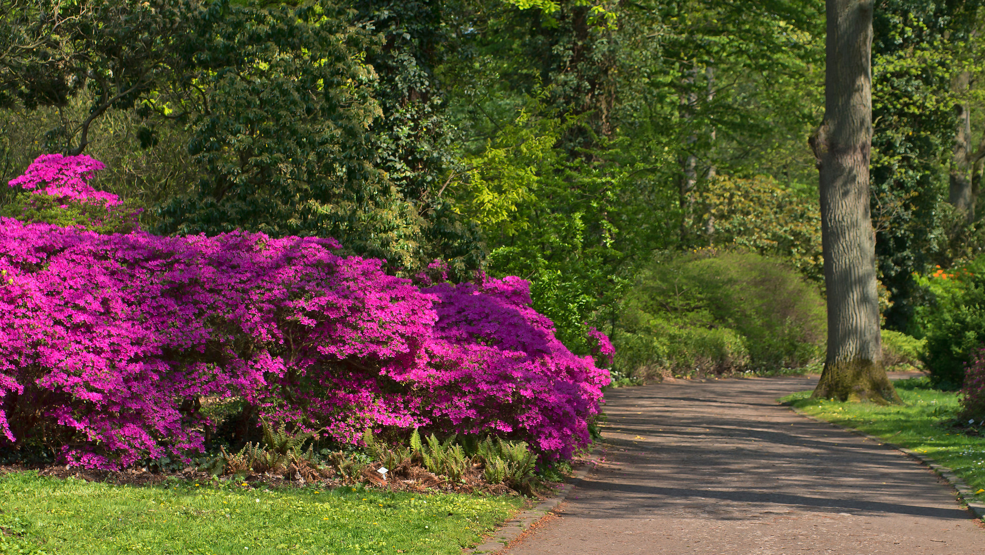 Ein Traum in Pink