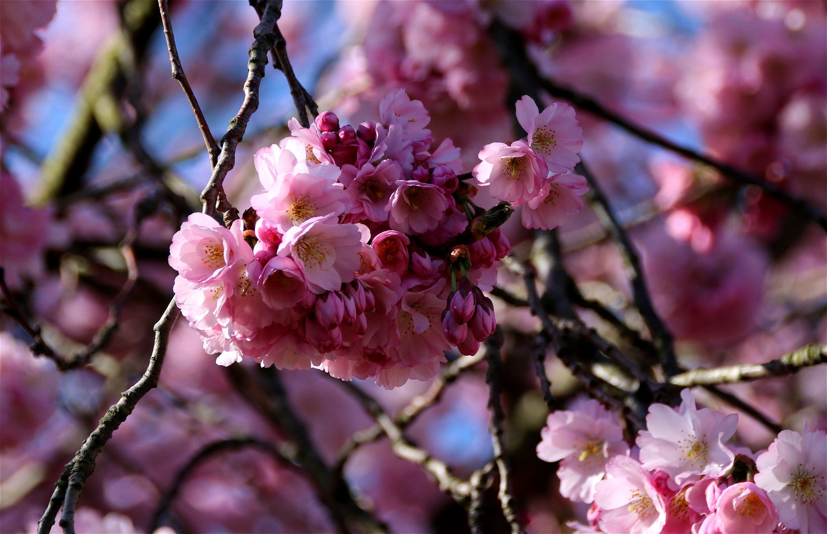 *Ein Traum in rosa*