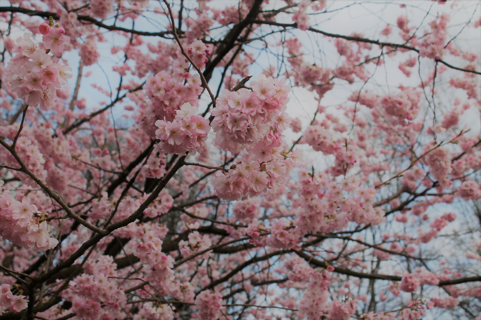 Ein Traum in Rosa 