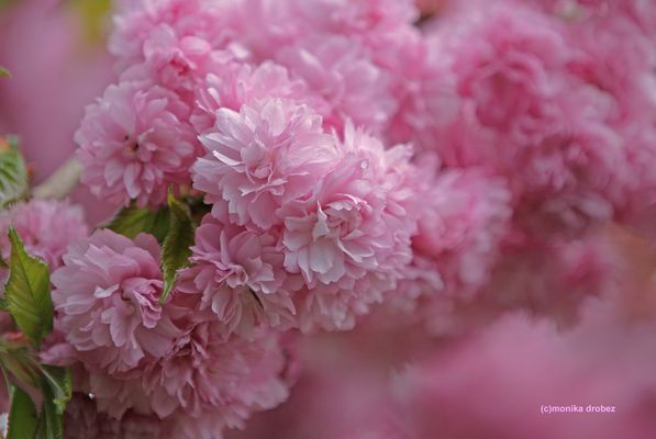 ...ein Traum in rosa...