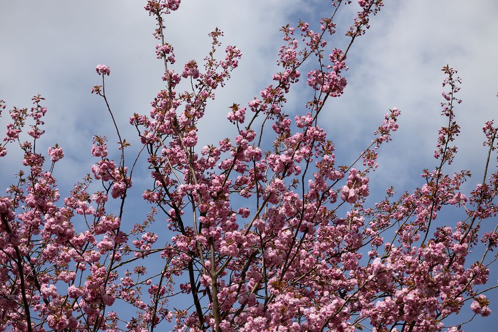 Ein Traum in rosa