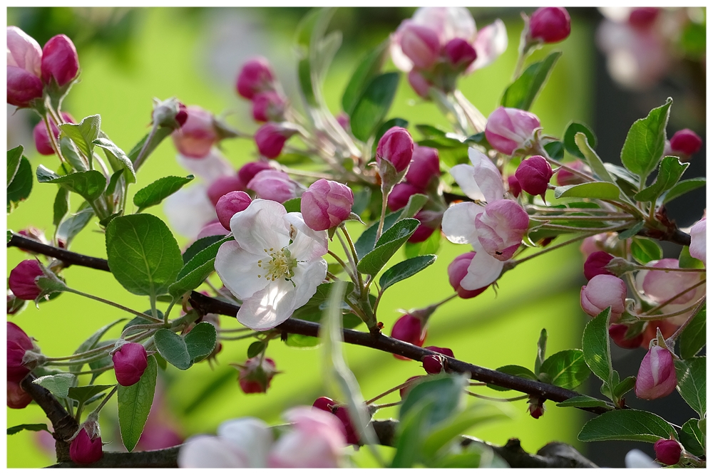 Ein Traum in rosa