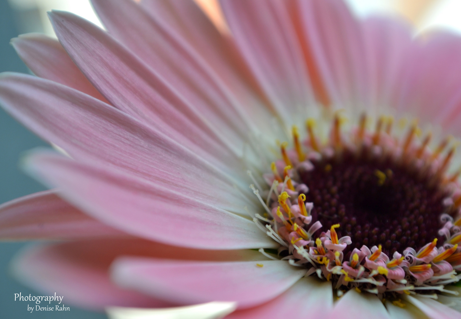 ein Traum in rosa