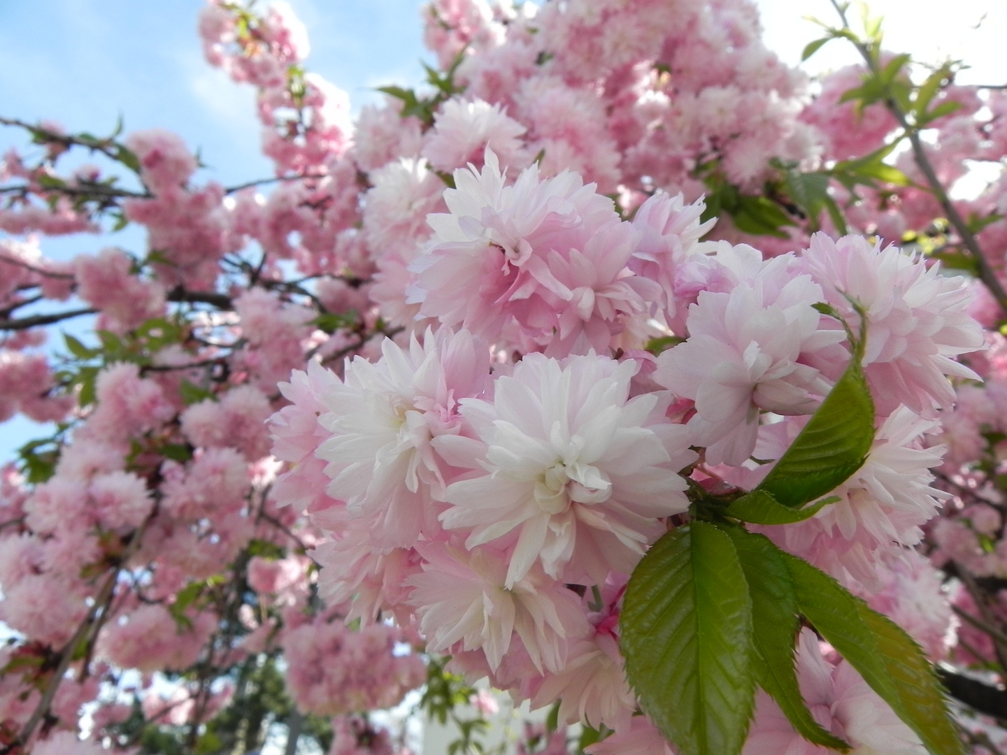 Ein Traum in Rosa