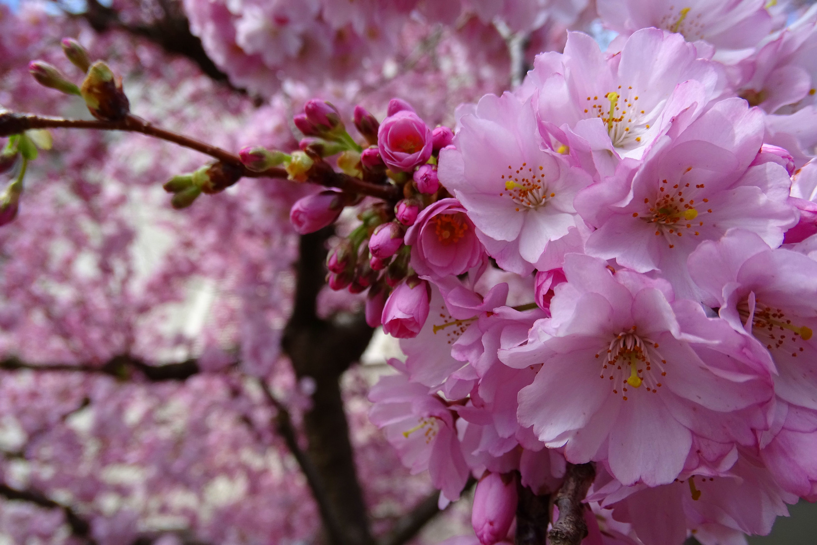 Ein Traum in Rosa