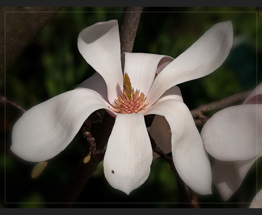 Ein Traum in rosa - die voll erblühten Magnolien.....