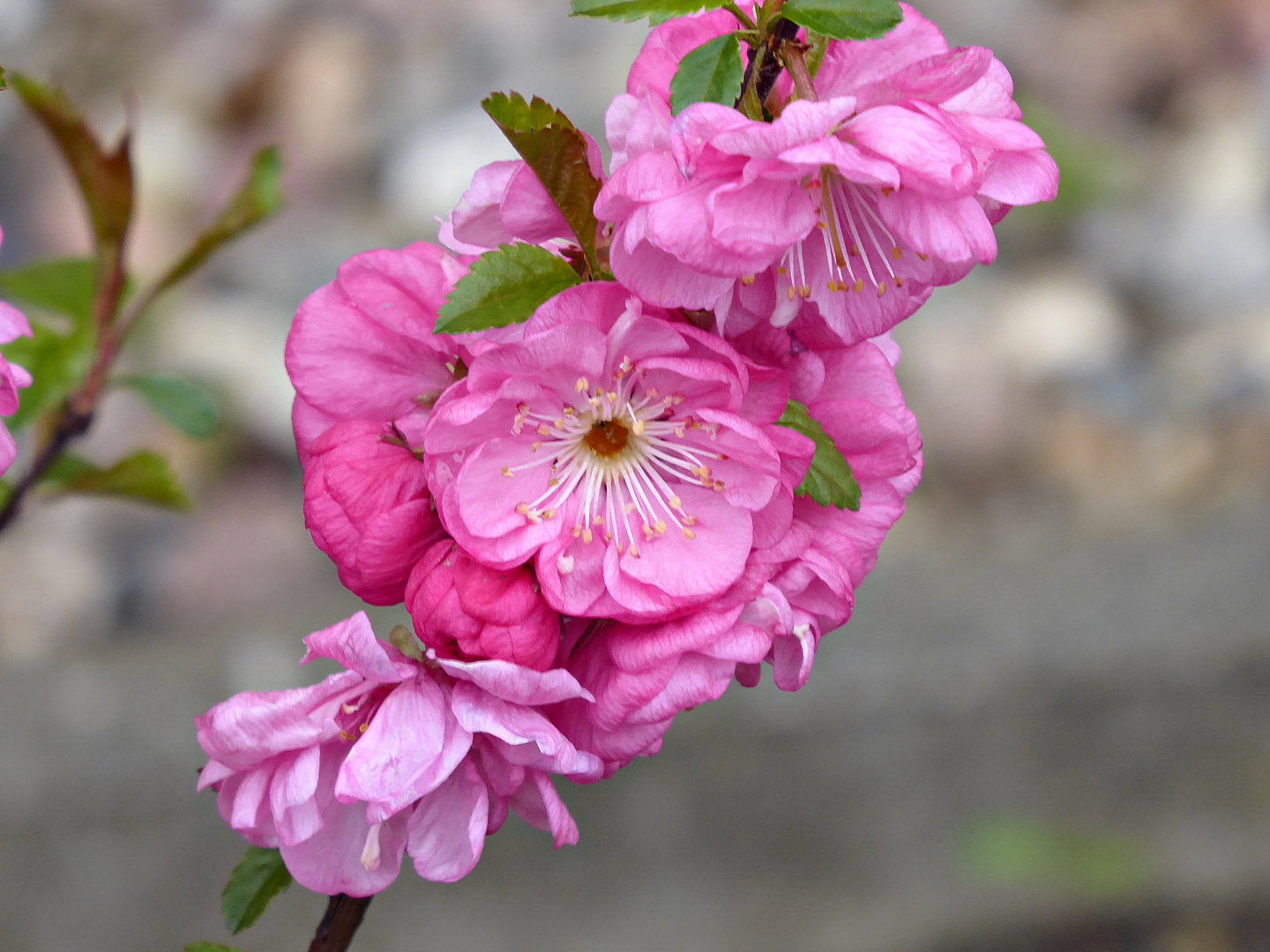 Ein Traum in Rosa