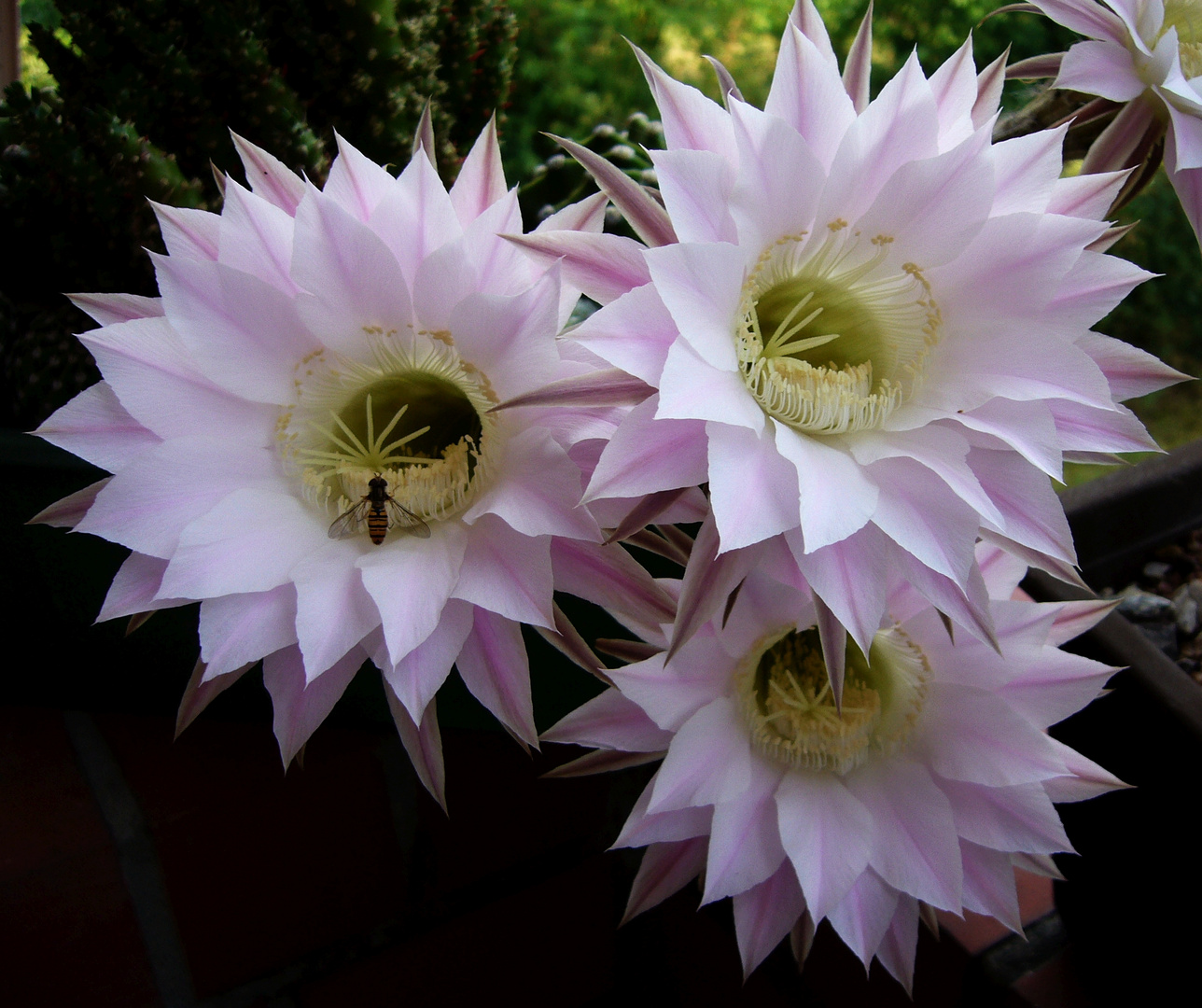 Ein Traum in Rosa - Echinopsis tubiflora