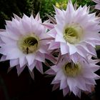 Ein Traum in Rosa - Echinopsis tubiflora