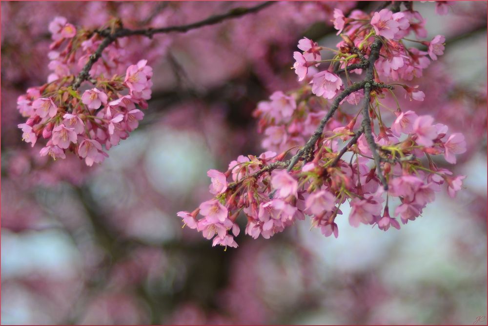 Ein Traum in rosa